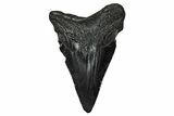 Juvenile Megalodon Tooth - South Carolina #340646-1
